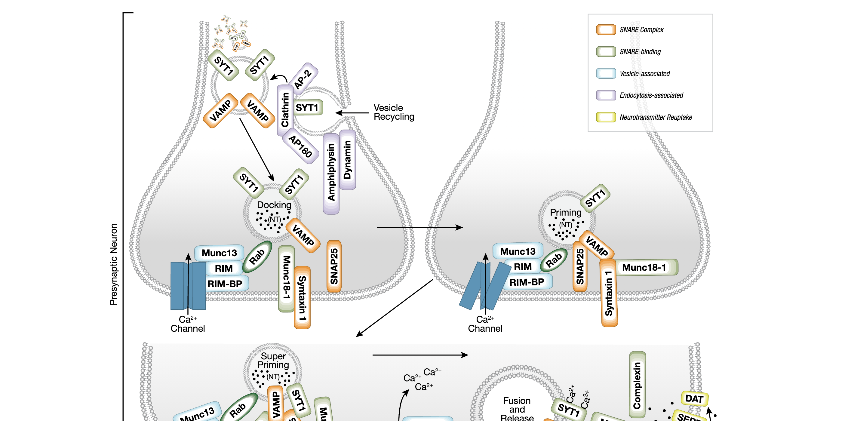 Neurotransmitters, Receptors, And Transporters